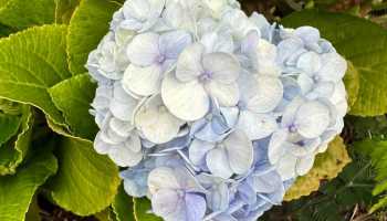 Азори «Смарагдові острови»