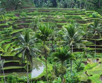 Політ над джунглями - водоспади - каньйонінг Дні 6-7