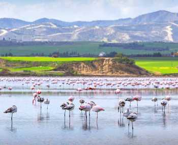 Ларнака — Соленое озеро с розовыми фламинго — Мечеть Хала Султан Текке День 1