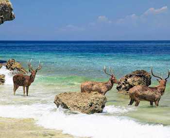 Острів Менджанган: кораловий рай День 8