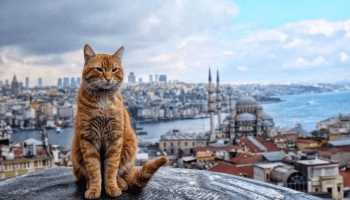 Туреччина «Барви Каппадокії та Стамбулу»