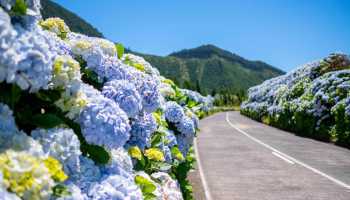 Азори «Смарагдові острови»