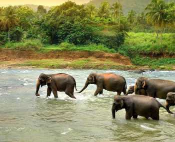 Водоспад Равана — Слоновий розплідник День 7