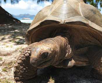 Остров Курьёз: гигантские черепахи - мангровые леса День 7
